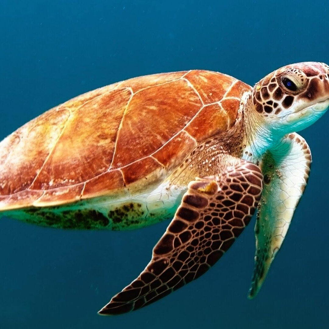 recyclage-plastique-protection-tortue