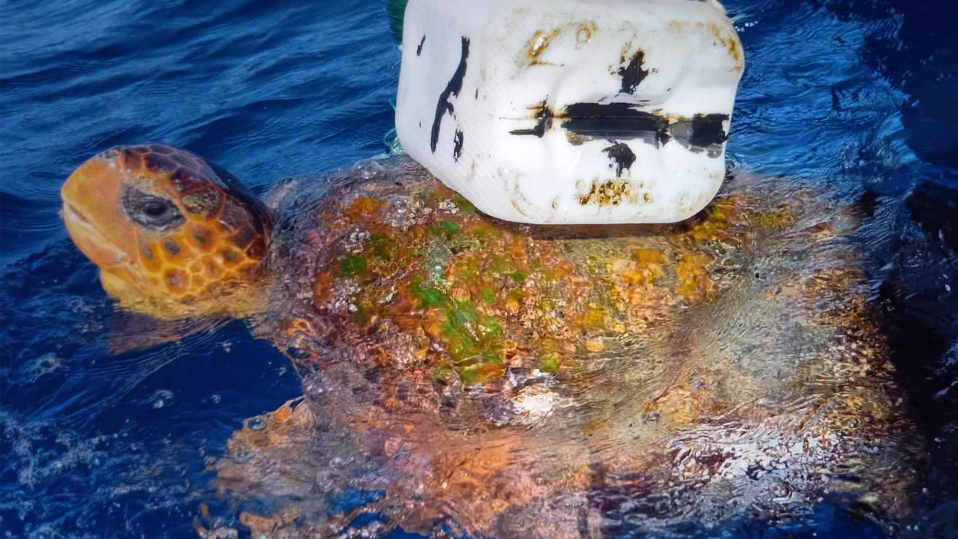 Live video : Rescue of a turtle trapped in plastic in the open sea