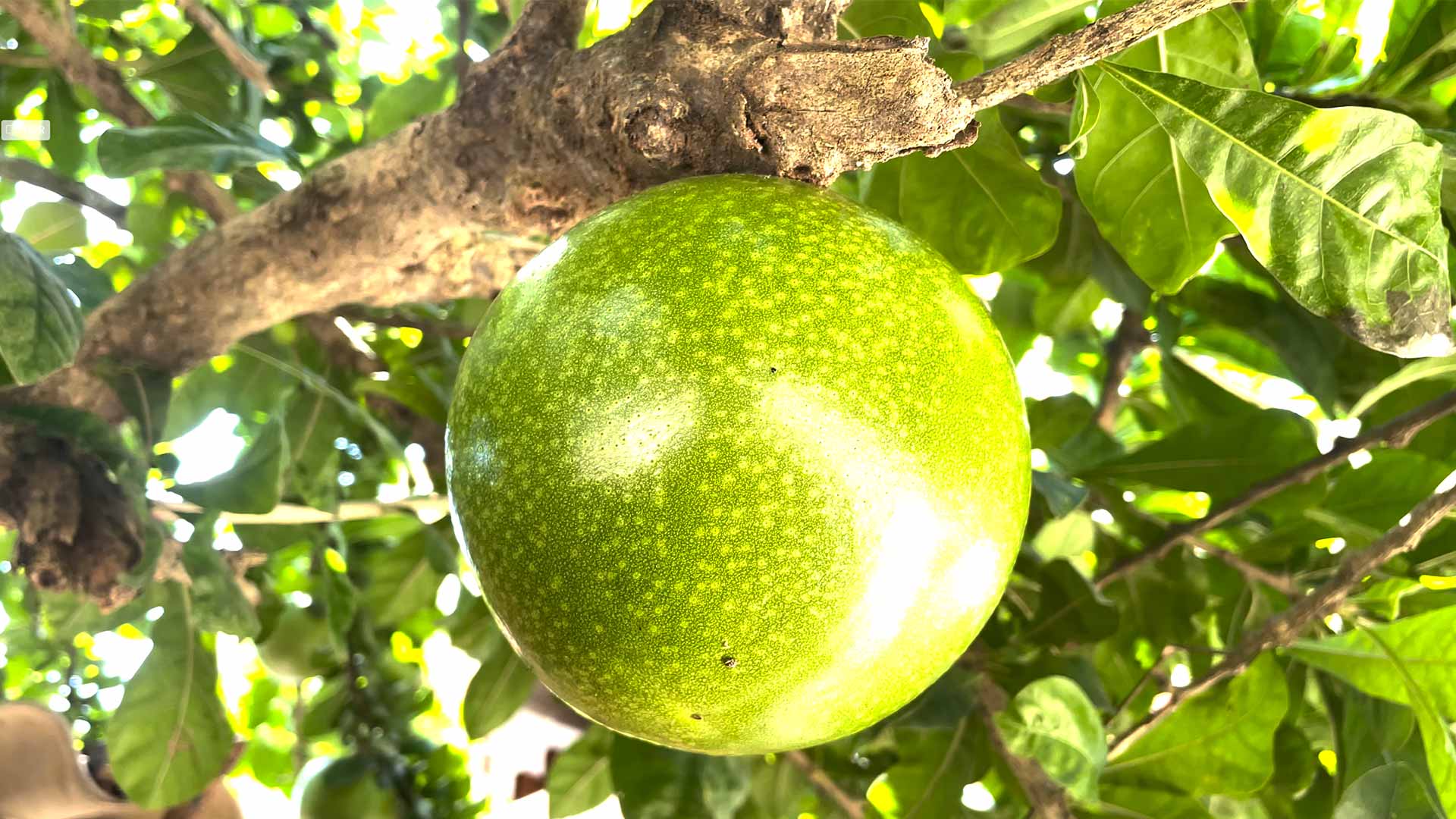 Totumo, an ancestral fruit from Colombia | Plastic Odyssey