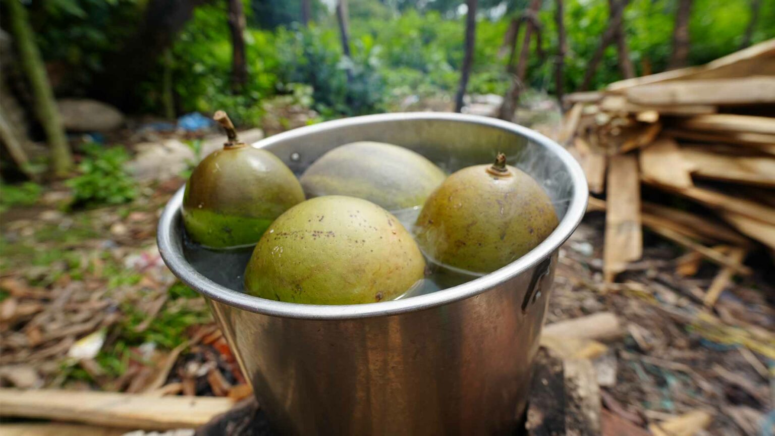 Totumo, un fruto ancestral de Colombia | Plastic Odyssey