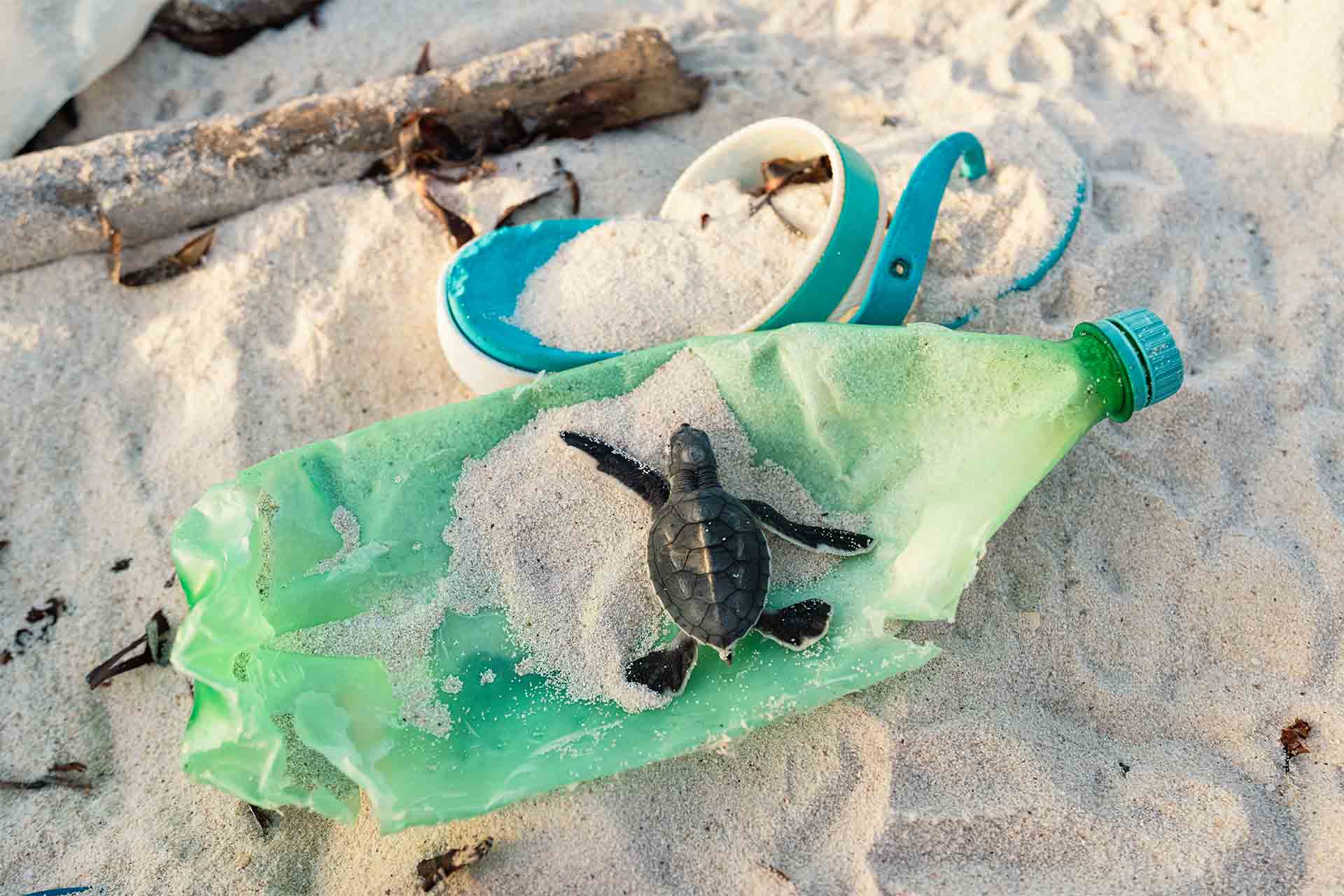 turtle-hatchling-navigating-debris-Aldabra-Atoll A turtle hatchling navigating debris on Aldabra Atoll